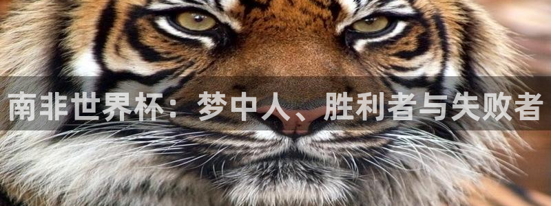 2026世界杯直播：南非世界杯：梦中人、胜利者与失败者