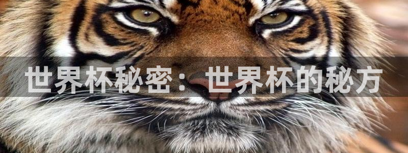男足世界杯预选赛赛程：世界杯秘密：世界杯的秘方